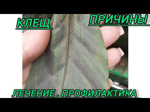 Видео: 🪴КЛЕЩ на растениях. Почему возникает?признаки ,лечение💚