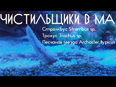 Видео: Чистильщики в МА. трохусы, стромбусы и песчаная звезда.
