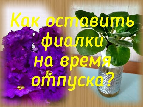 Видео: Как оставить фиалки на время отпуска?