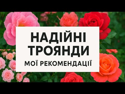 Видео: Надійні сорти троянд: Емілієн Гійо,  Ешлі,  Джекіс Фаворит,  Акварель,  Голден Мустард, Бермуда 