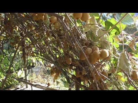 Видео: Киви сбор урожая закончен