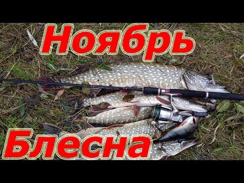 Видео: Ловля щуки осенью на колеблющиеся блесны. Щука в ноябре 2017