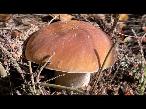 Видео: ЗОЛОТАЯ ОСЕНЬ ПОДМОСКОВЬЯ! Сбор белых грибов в октябре