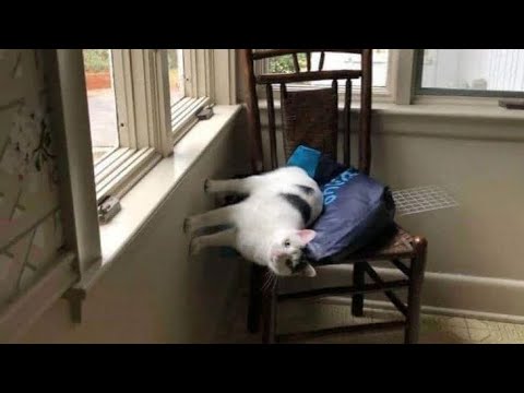 Видео: Кошки любят делать безумные вещи 🥲