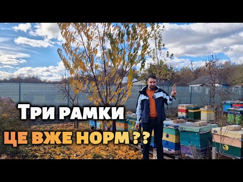 Видео: Скільки рамок бджоли потрібно для зимівлі?