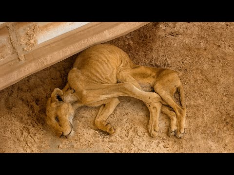 Видео: Мужчина нашел львенка с большой опухолью на спине, ожидающего смерти, и тут произошло нечто шокир...