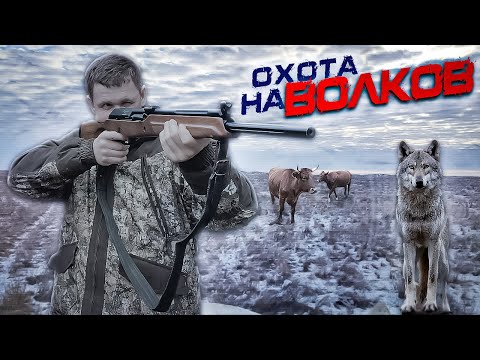 Видео: охота на волков .стая  ВОЛКОВ режет скот.wolfsjagd.wolf hunting