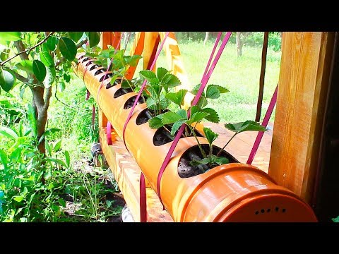 Видео: КЛУБНИКА в ТРУБЕ ПВХ 200 мм. Посадка клубники в трубу ПВХ. Strawberry in pvc pipe.