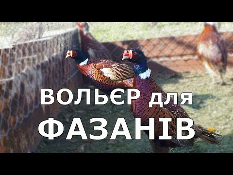 Видео: Вольєр для фазанів