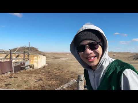 Видео: Сиырдарды түгендеп, үйдегі екі жабағыны үйірге қостық #айғыр #жылқы #ауылшаруашылығы #үйір #сиыр