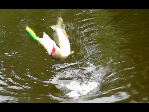 Видео: Волкер на щуку