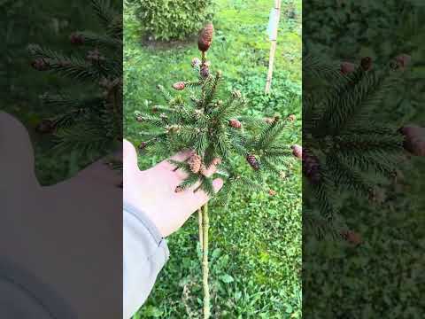 Видео: 29 жовтня 2025 р.