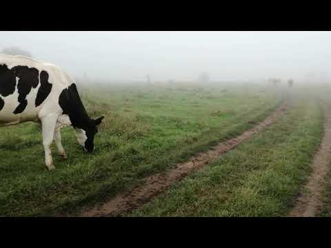 Видео: СОДЕРЖАНИЕ КОРОВ ГОЛШТИНСКОЙ ПОРОДЫ В ЛИЧНОМ ПОДСОБНОМ ХОЗЯЙСТВЕ!КАК ДОБИТЬСЯ УСПЕХА!