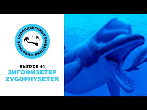 Видео: Недооцененные Вымершие Животные. Выпуск 44: Зигофизетер (Zygophyseter)