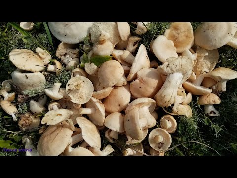 Видео: Майская рядовка в смешаном лесу