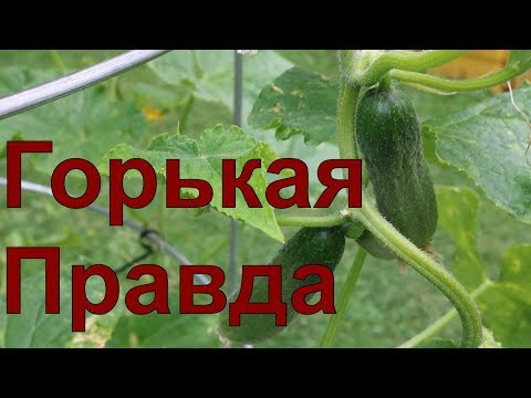 Видео: Огурец.Огурцы.Тесты.Огурцов.Огород.