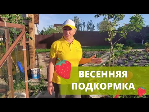 Видео: Чем подкормить клубнику перед цветением в мае