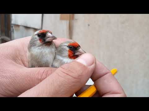 Видео: Как различить щеглов самку от самца. Седоголовые щеглы различие самки и самца. Основные признаки.