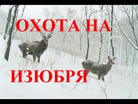 Видео: ОХОТА НА ИЗЮБРЯ И МЕДВЕЖЬЯ БЕРЛОГА / RAISIN HUNTING AND BEAR DEN