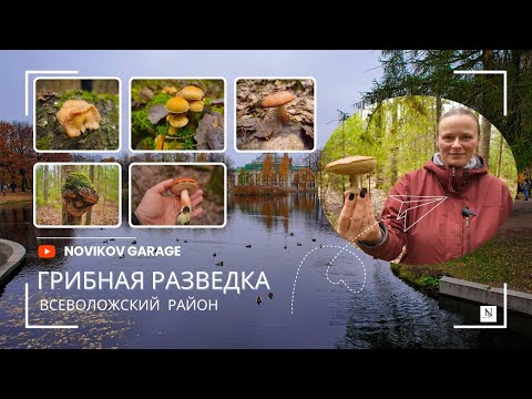 Видео: Грибная разведка 26 октября 2024. Всеволожский район.