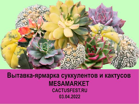 Видео: Выставка-ярмарка суккулентов и кактусов MESAMARKET (CACTUSFEST.ru) – 03.04.2022 (г.Москва)