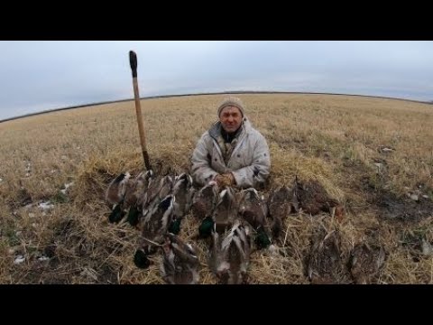 Видео: Охота в поле на крякву