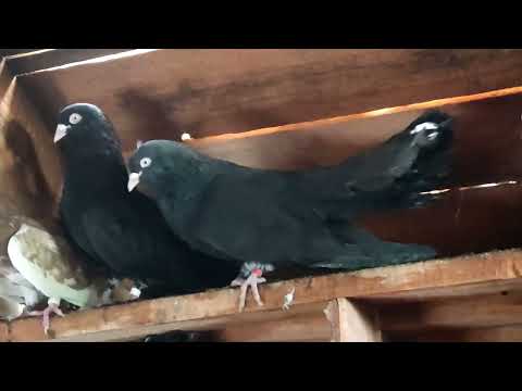 Видео: "Возвращение Будулая!!!"