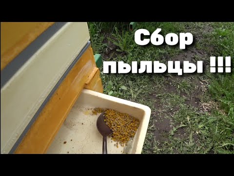 Видео: Сбор пыльцы донными пыльцесборниками