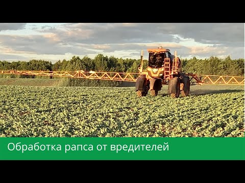 Видео: Обработка рапса от вредителей