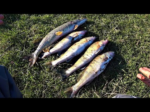 Видео: Такого Жору Судака Давно Не Було. Вчасно Зупинились. Джиг на Десні.