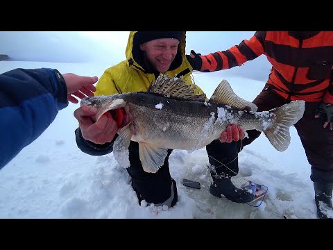 Видео: ТРОФЕЙНЫЕ СУДАКИ ГНУТ УДОЧКУ В ЛУНКУ! Ловля Крупного судака на Волге. Зимняя рыбалка 2023