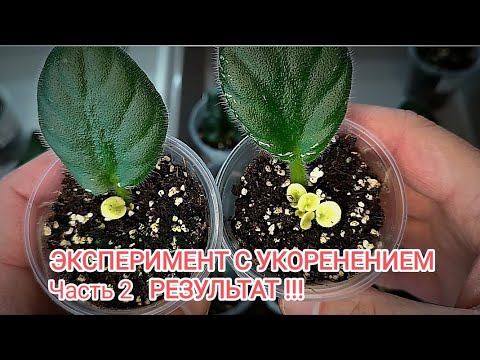 Видео: Часть 2 ! РЕЗУЛЬТАТ !!! НЕОБЫЧНОГО УКОРЕНЕНИЯ !!! Завершаем наш эксперемент !