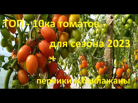 Видео: ТОП-10 томатов для сезона 2023 + двадцатка (рекомендуемых) растений на следующий сезон