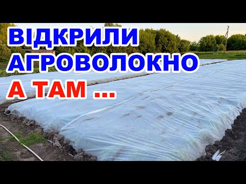 Видео: Вирощування капусти та салату під агроволокном