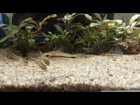 Видео: Коридорас пигмей (Corydoras pygmaeus)