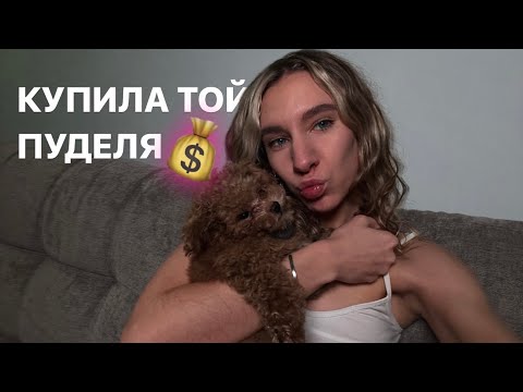 Видео: КУПИЛА СОБАКУ | ТОЙ - ПУДЕЛЬ | СЛОЖНОСТИ ПЕРВОГО МЕСЯЦА С СОБАКОЙ  🐾