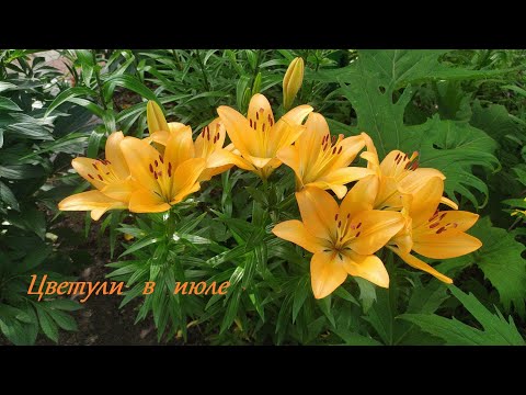 Видео: Цветули в июле