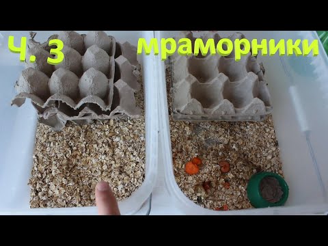 Видео: Ч. 3 Ферма Мраморных тараканов / Разведение и содержание Nauphoeta cinerea / Размножение
