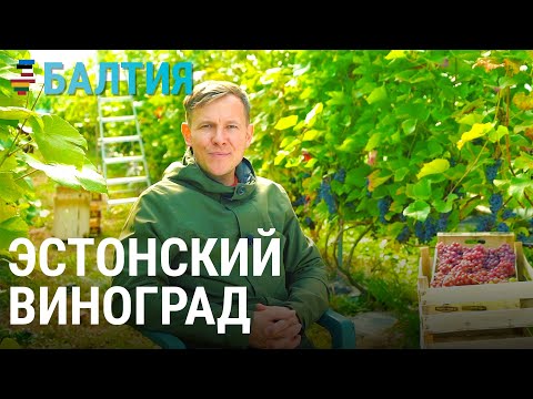 Видео: Как выращивают виноград на Севере | БАЛТИЯ