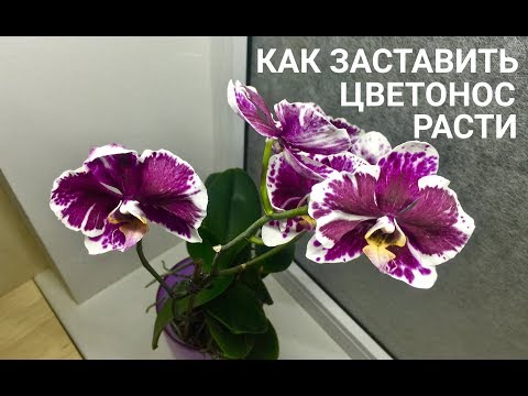 Видео: ЦВЕТОНОС ОРХИДЕИ перестал расти ПОЧЕМУ и ЧТО ДЕЛАТЬ?