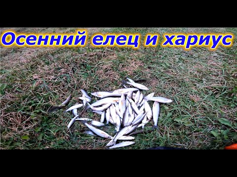 Видео: Ловля хариуса и ельца на лесной речке в середине октября...