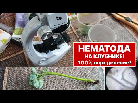 Видео: Поймал нематоду за хвост! 100% способ выявить вредителя на клубнике под микроскопом