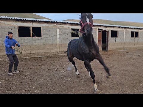 Видео: Ачыда КАБИРХАН АДЫЛБЕКТЕН