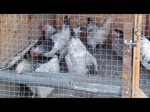 Видео: Товук битласа Уй Шароитида Даволаш Хирилаган Товукни Уй Шароитида Даволаш 