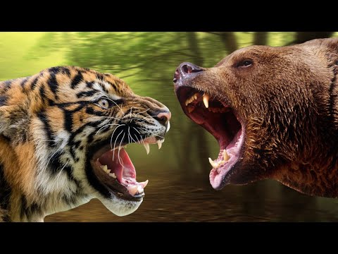 Видео: Тигр против медведя. Кто сильнее медведь? Тигр?