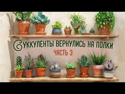 Видео: Суккуленты вернулись на полки (часть 3)