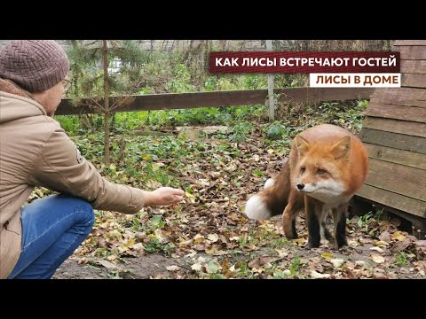 Видео: Лисы приглашают друзей в гости