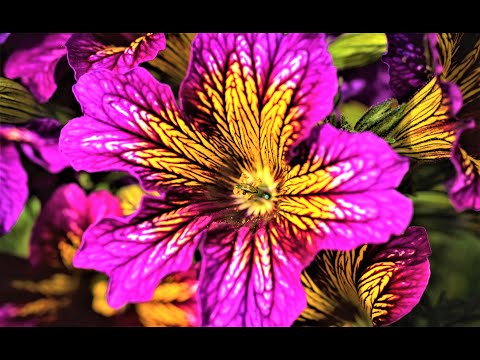 Видео: Редкий по красоте цветок, цветущий все лето по октябрь! Он преобразит любую клумбу