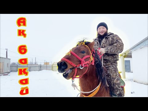 Видео: Атқа жем-шөбін және суын беріп