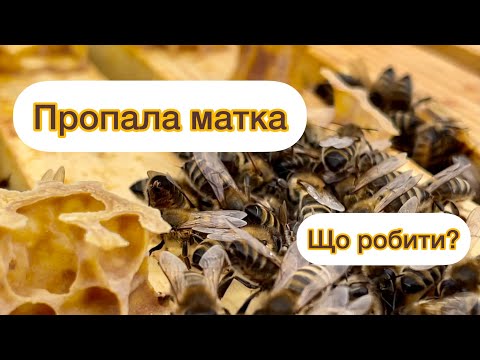 Видео: Сім’я бджіл залишилась без матки. Як виправити ситуацію?